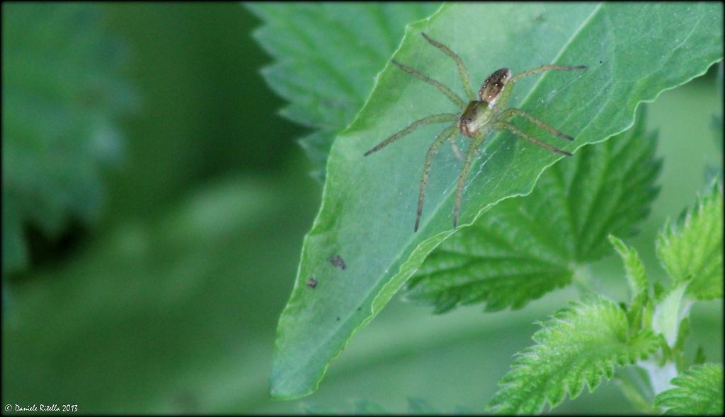 Pisauridae: Dolomedes sp. - Venafro (IS)